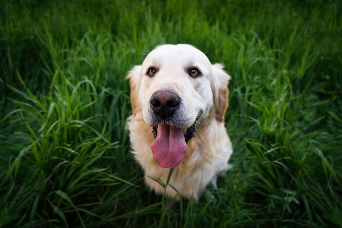 pet-friendly pet-friendly